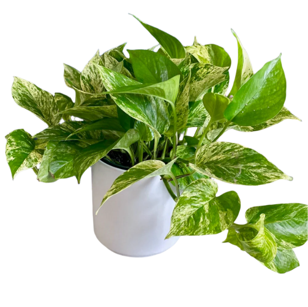 Marble Queen Pothos - 2"