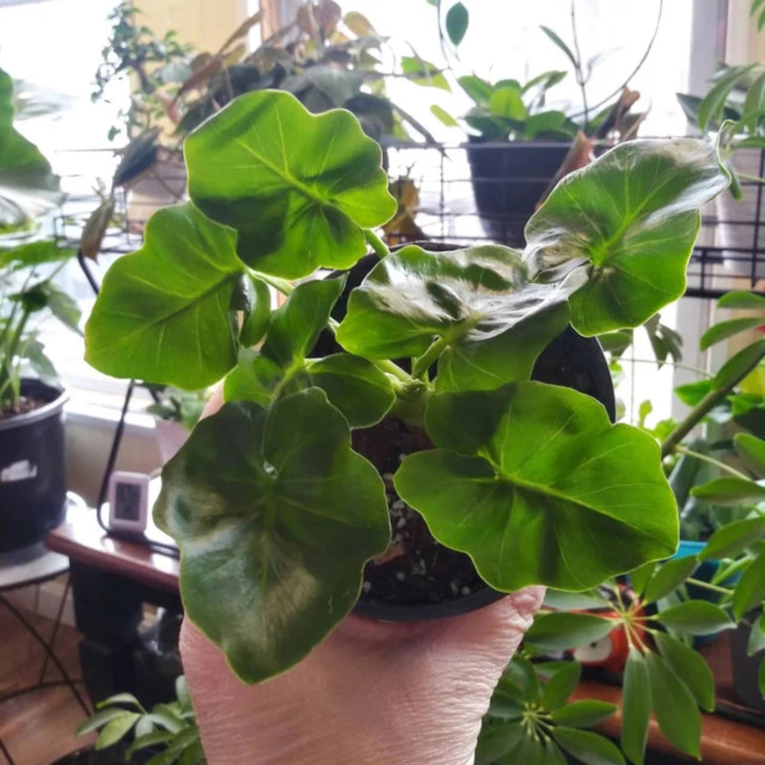 Philodendron Atom - 4''