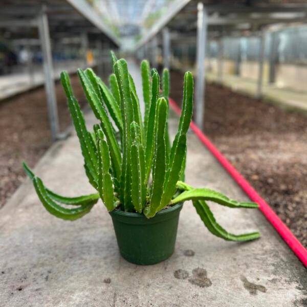 Stapelia gigantea Starfish Cactus - 6''