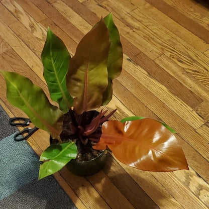 Philodendron (Prince of Orange) - 8''