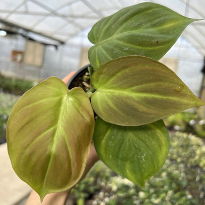 Philodendron Camposportoanum 4"