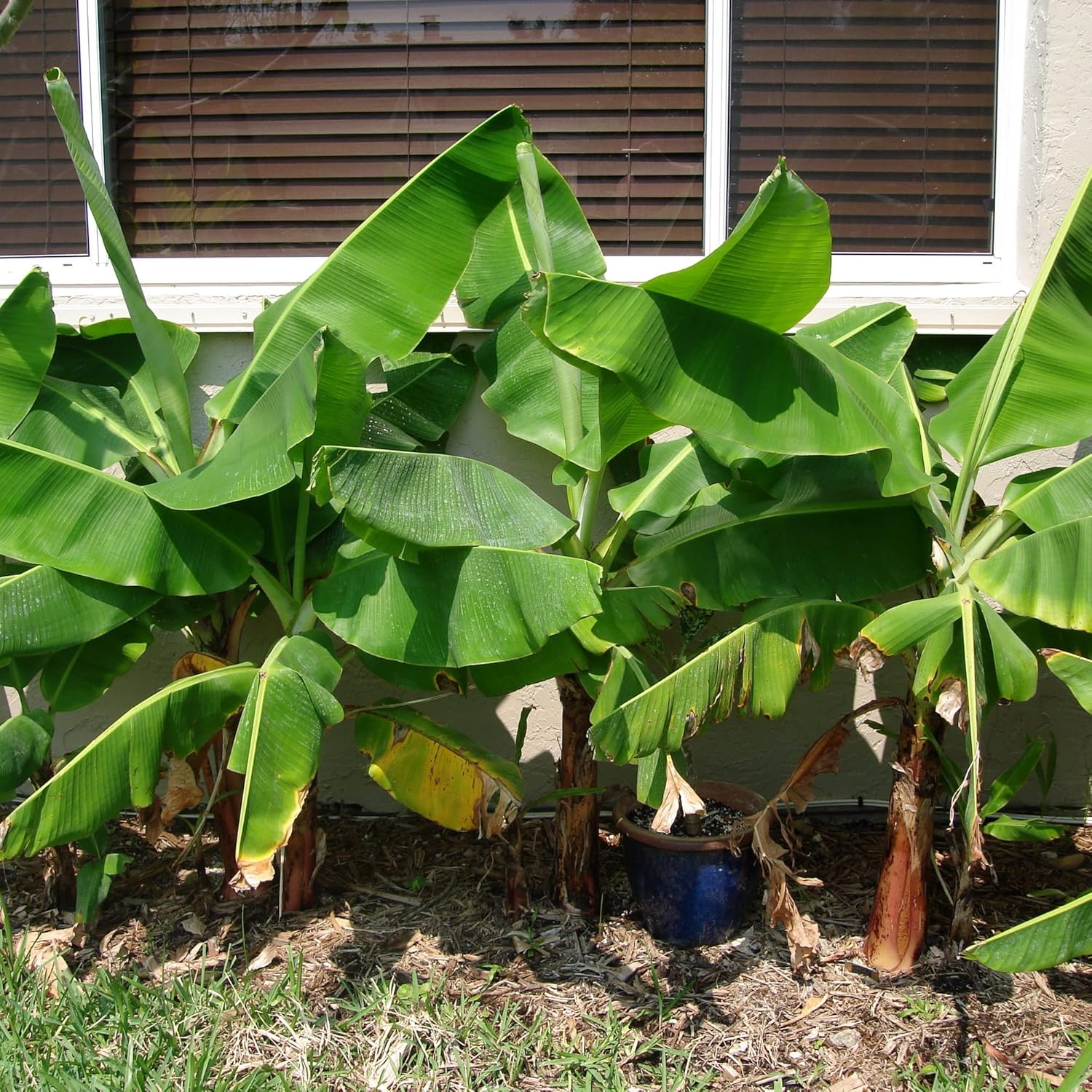 Musa - Dwarf Cavendish - 8-12" Banana Tree