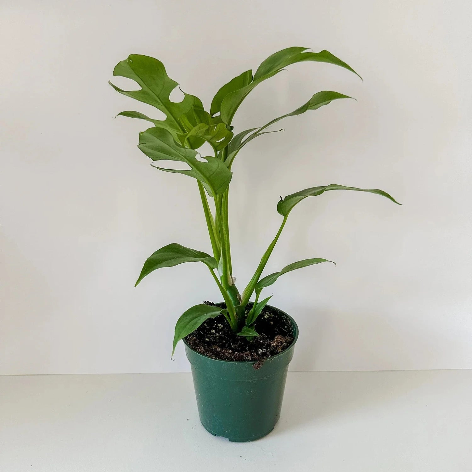 Rhaphidophora Tetrasperma (The Rare Mini Monstera) - 6''