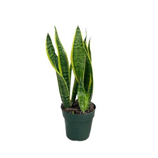 Sansevieria Superba - 6"