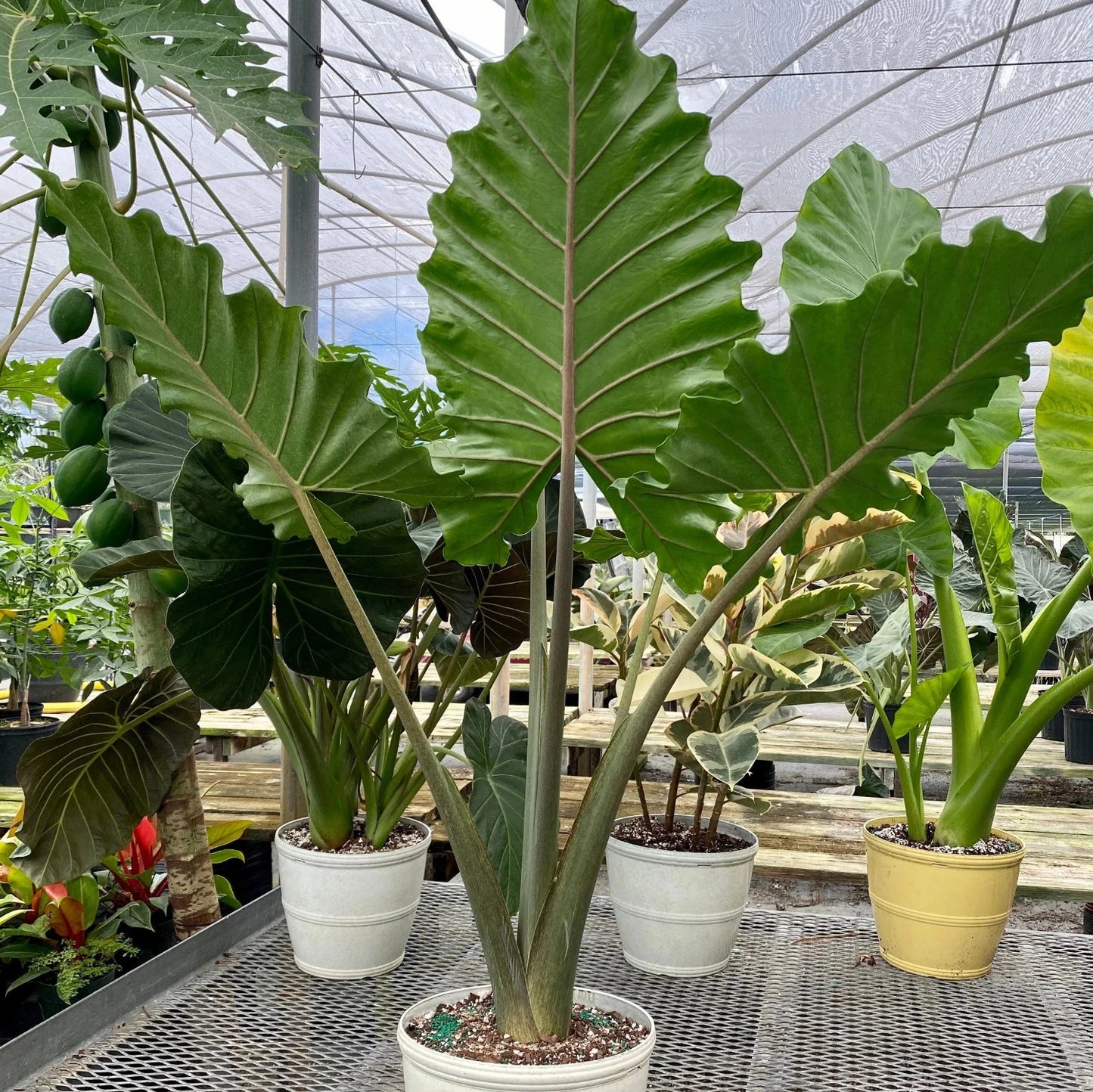 Alocasia - 'Portora' - Elephant Ear Indoor/Outdoor Tropical Plant - Cold Hardy