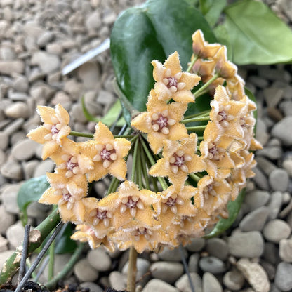 Hoya Meliflua ssp. Fraterna - 4"