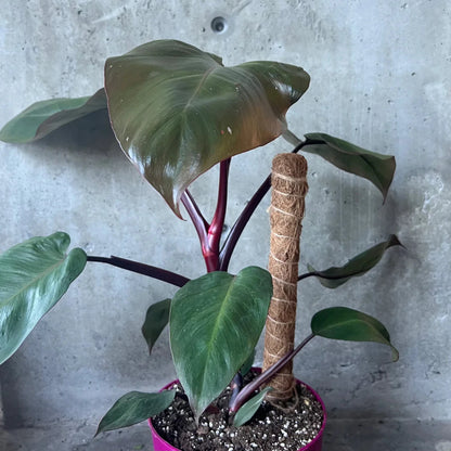 Philodendron Burgundy Princess - 4''