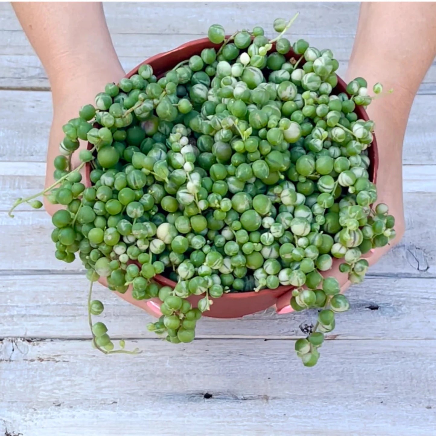 String of Pearls - 6"