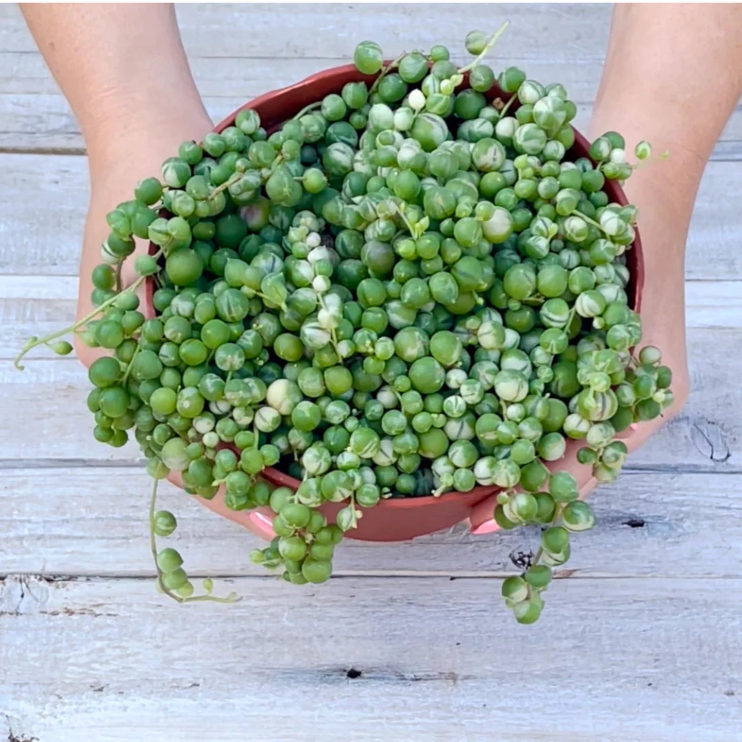 String of Pearls - 6"