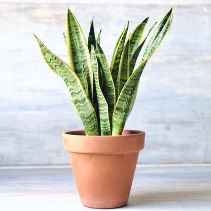 Sansevieria "Birds Nest" - 4"