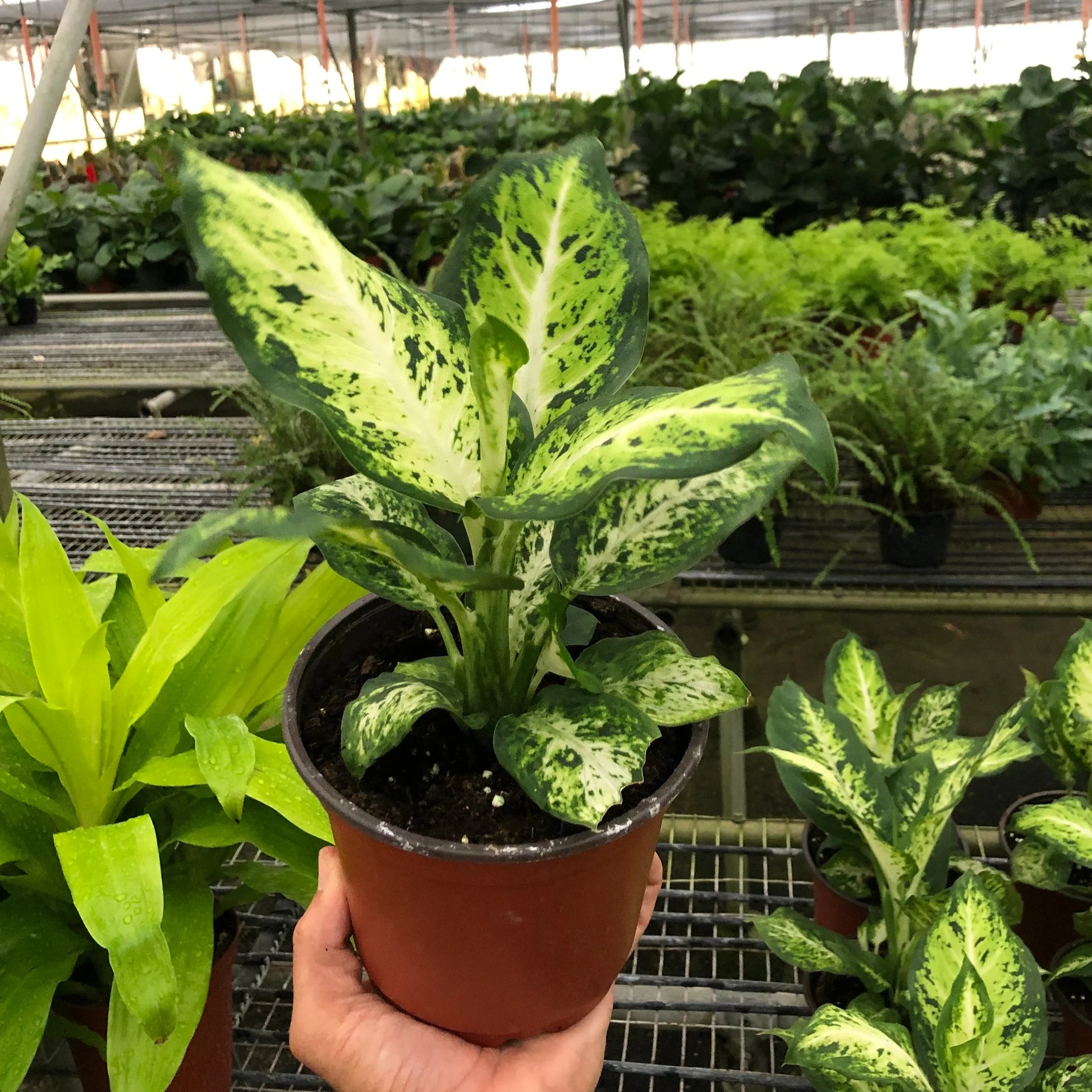 Dieffenbachia Amy - 6''