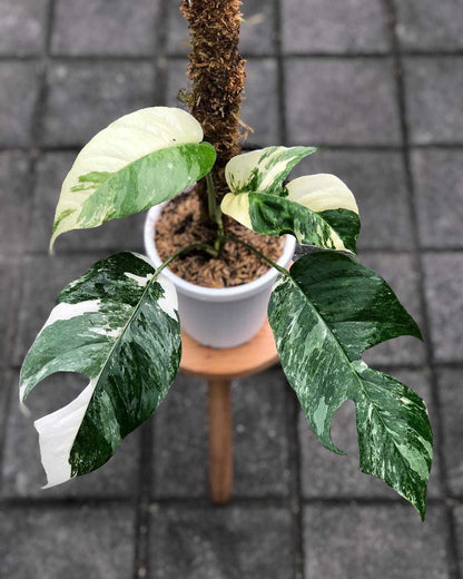 Epipremnum Pinnatum Variegated - 3"