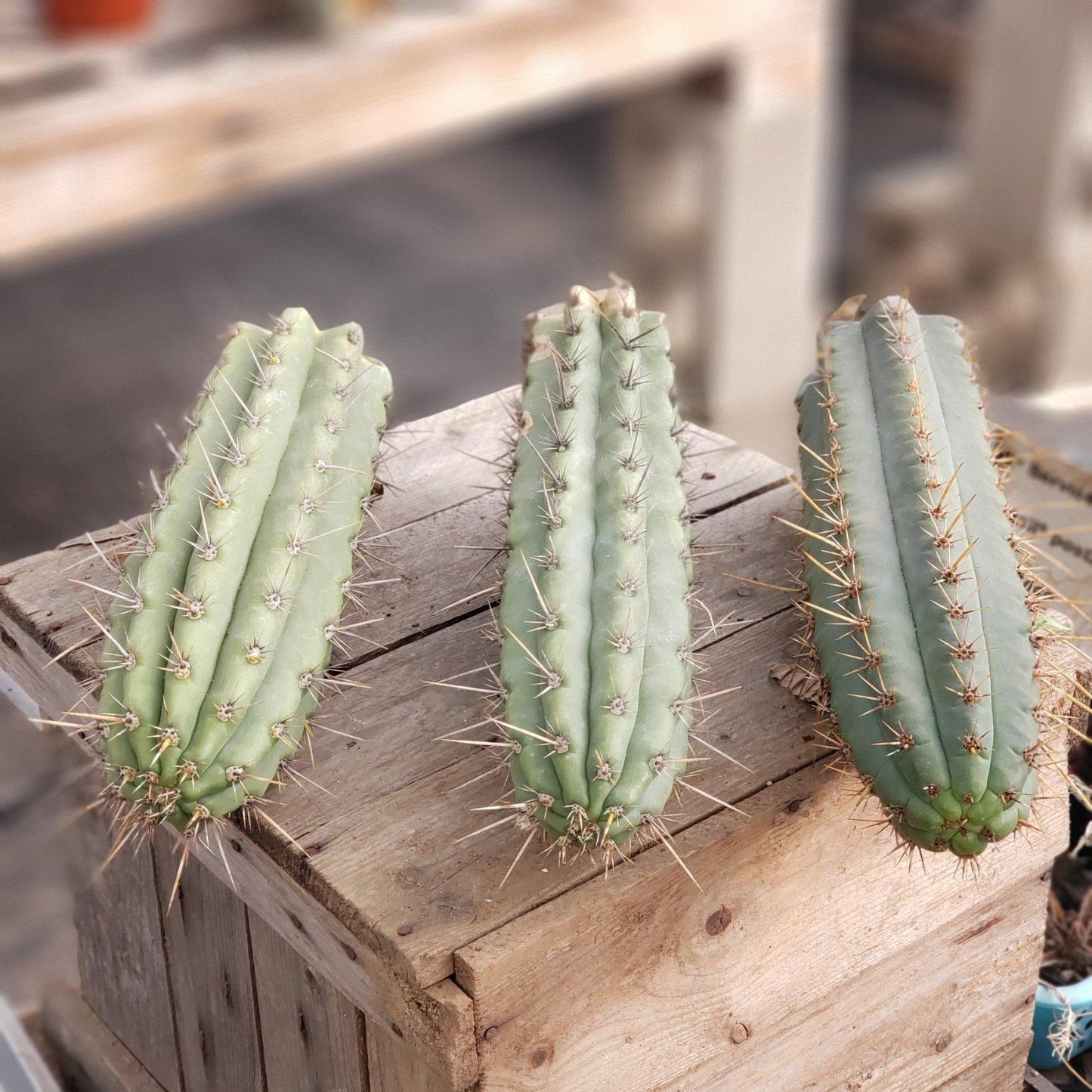 Peruvian Cactus - 10"