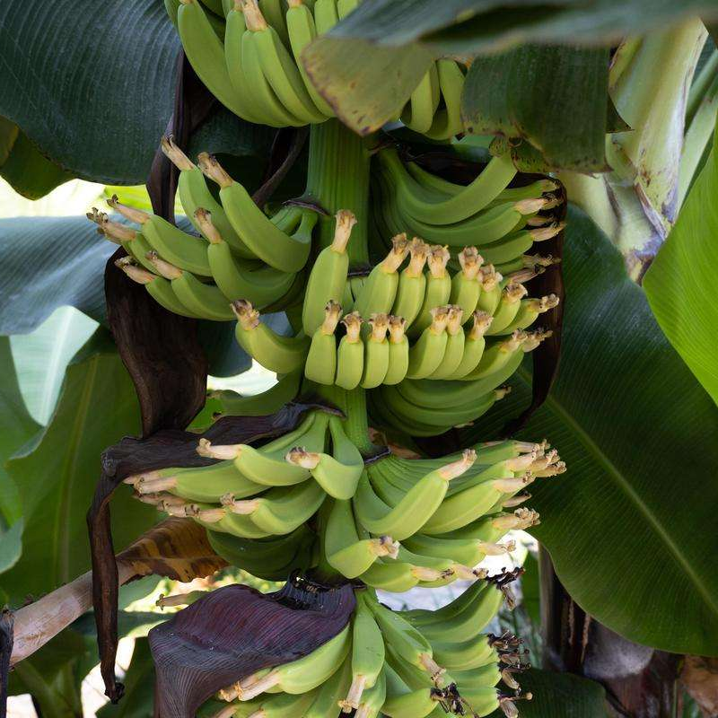 Musa - 4 Dwarf Cavendish - 4-8" Banana Tree ORGANIC