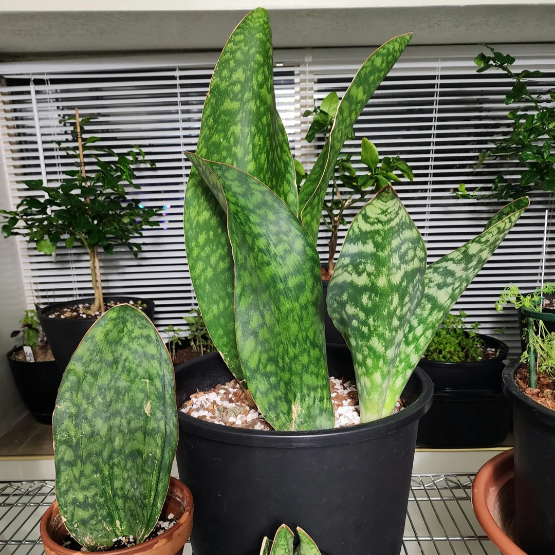 Sansevieria Masoniana (Whale Fin) - 6''