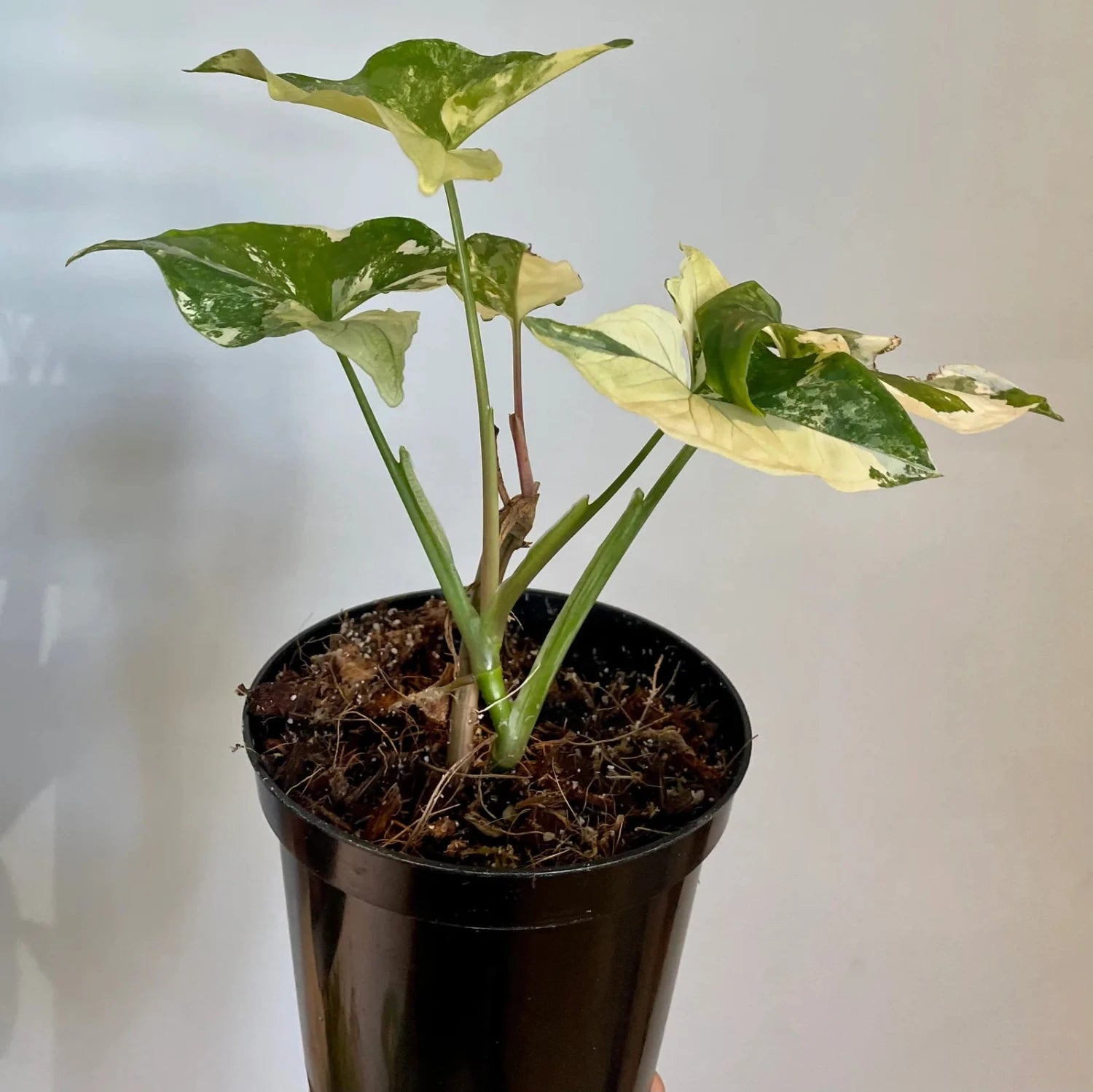 Syngonium Podophyllum Albo-Variegatum-6''