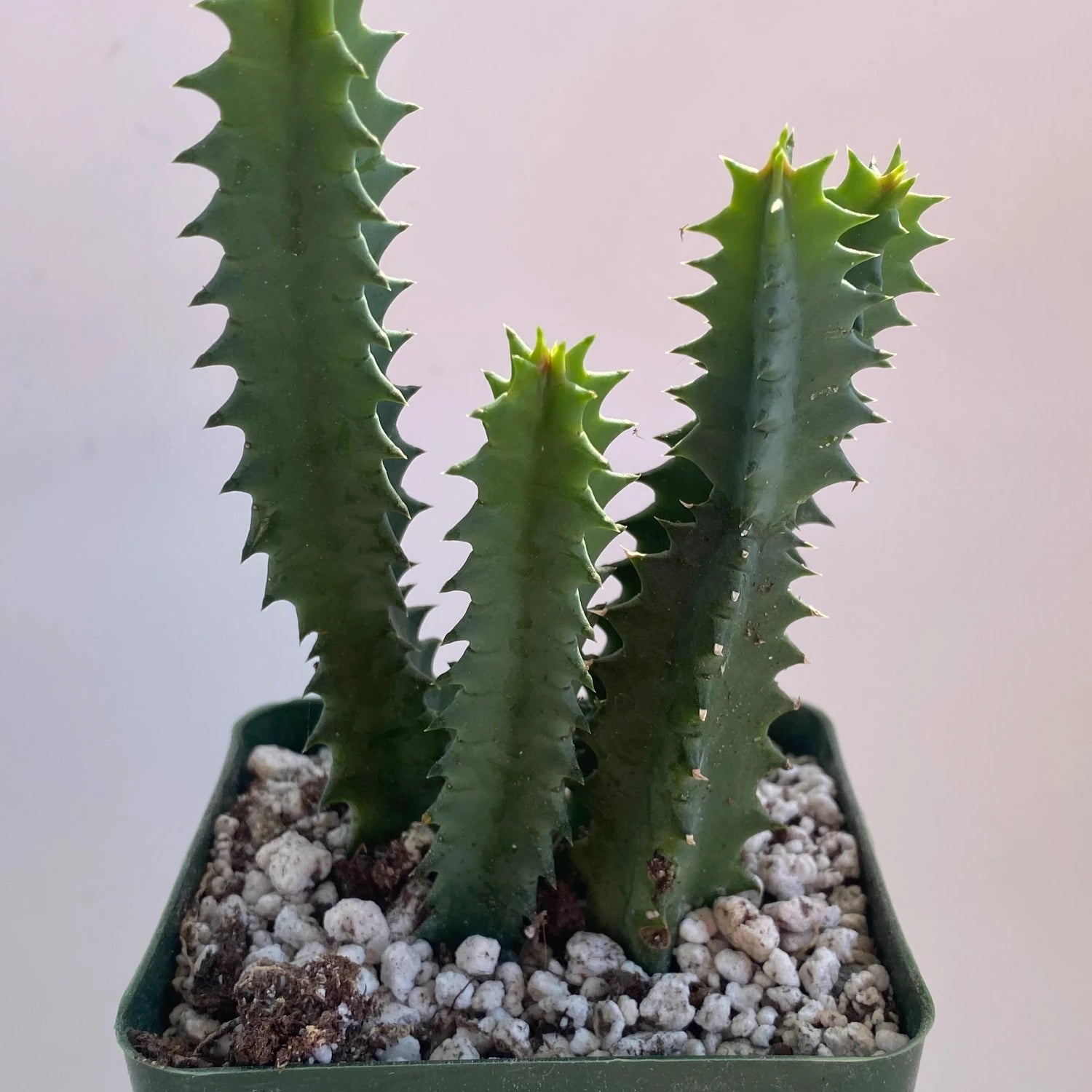 Life Saver Huernia Cactus - 3''