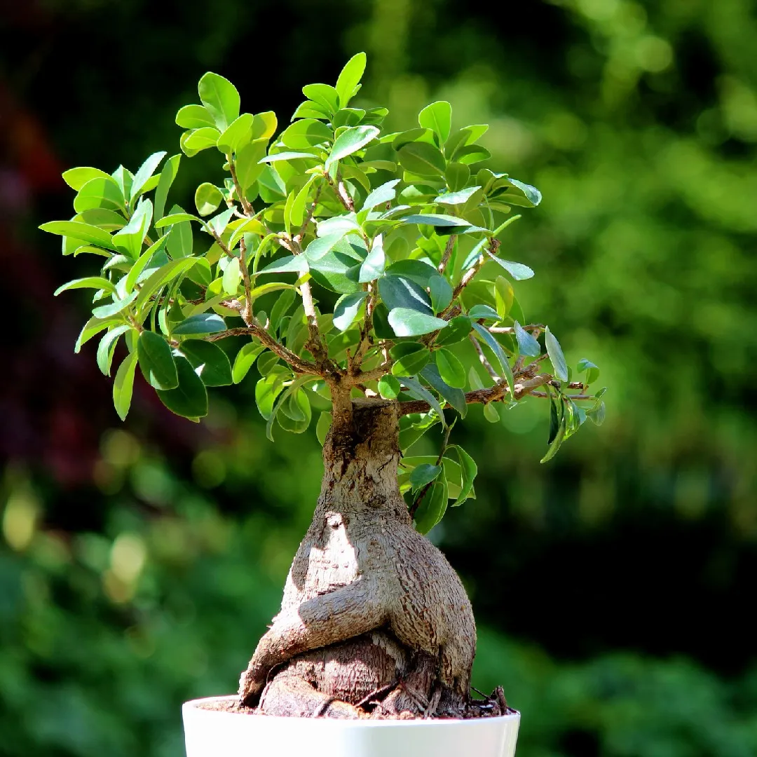 Ficus Microcarpa Ginseng - 4"