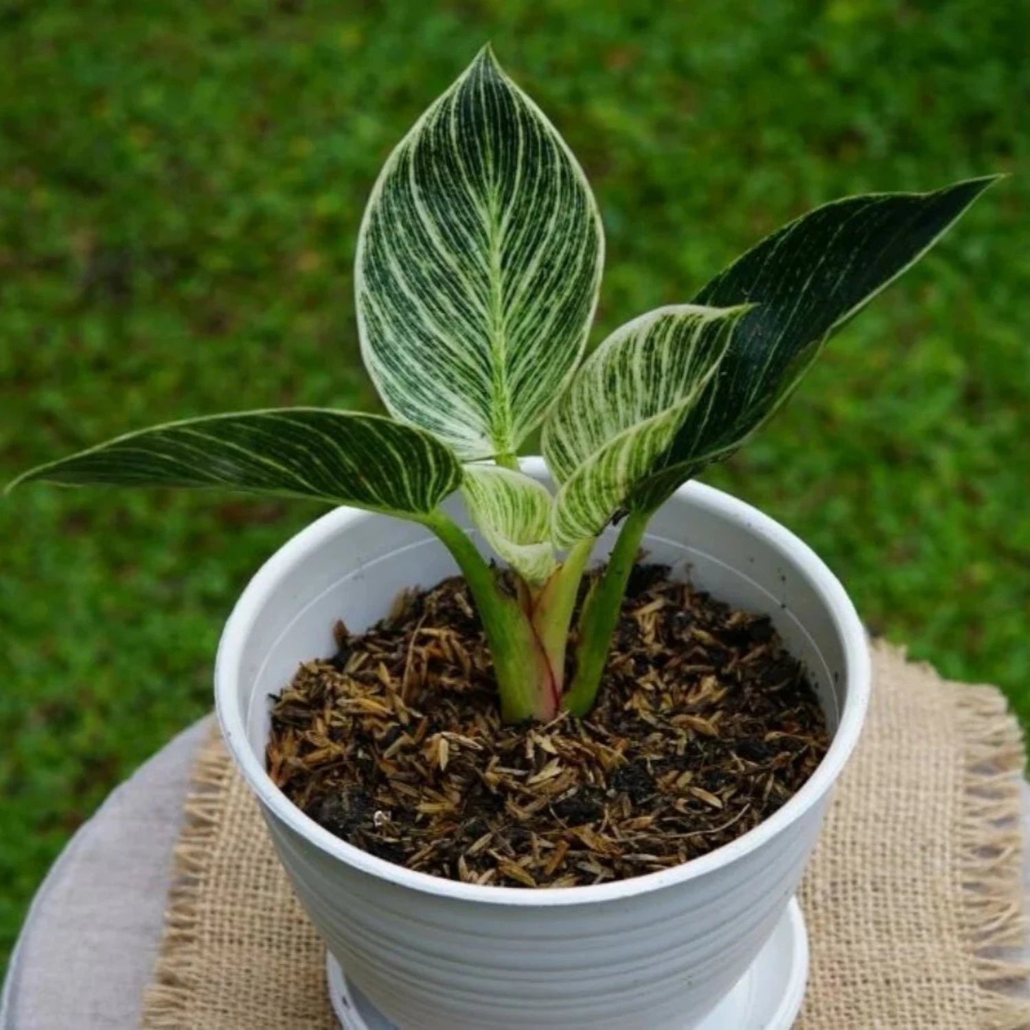 Birkin Philodendron Variegated- 2"