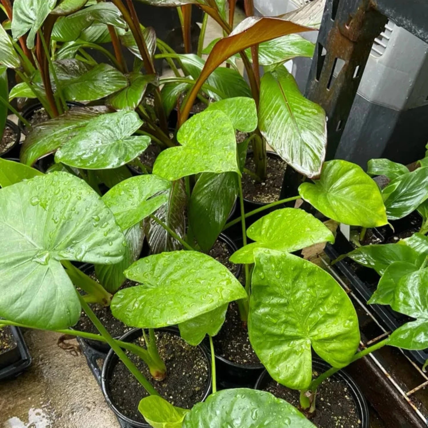 Alocasia - Calidora - 24" tall