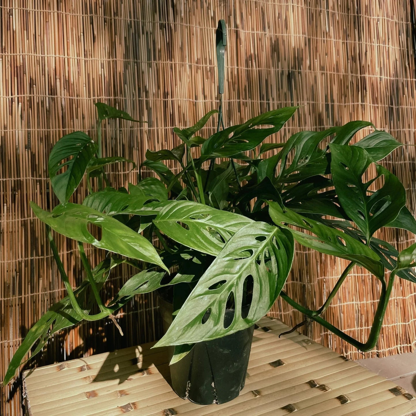 Monstera Adansonii (Swiss Cheese) - 6''