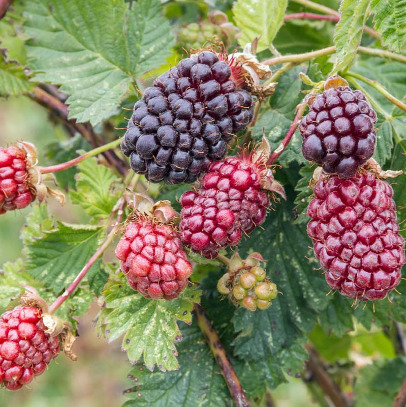 Edible Fruit Plants Combo Pack