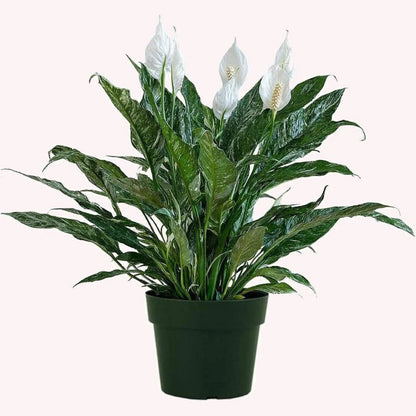 Spathiphyllum Domino - Variegated Peace Lily - 4''