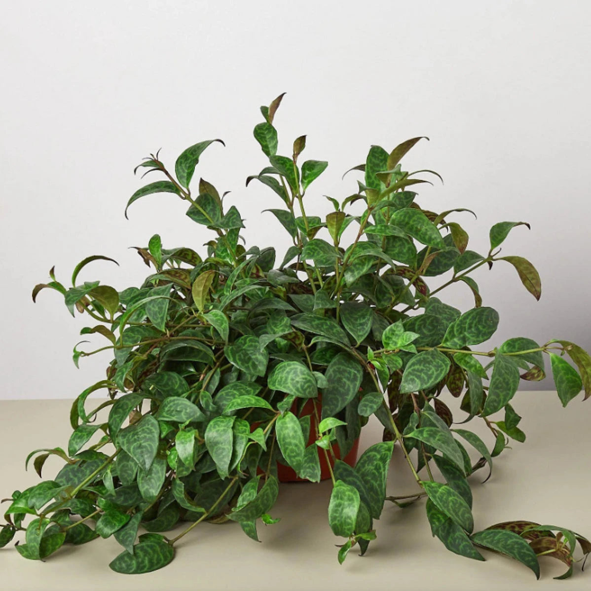 Black Pagoda (Lipstick plant) - 2''