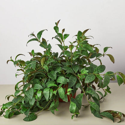 Black Pagoda (Lipstick plant) - 2''