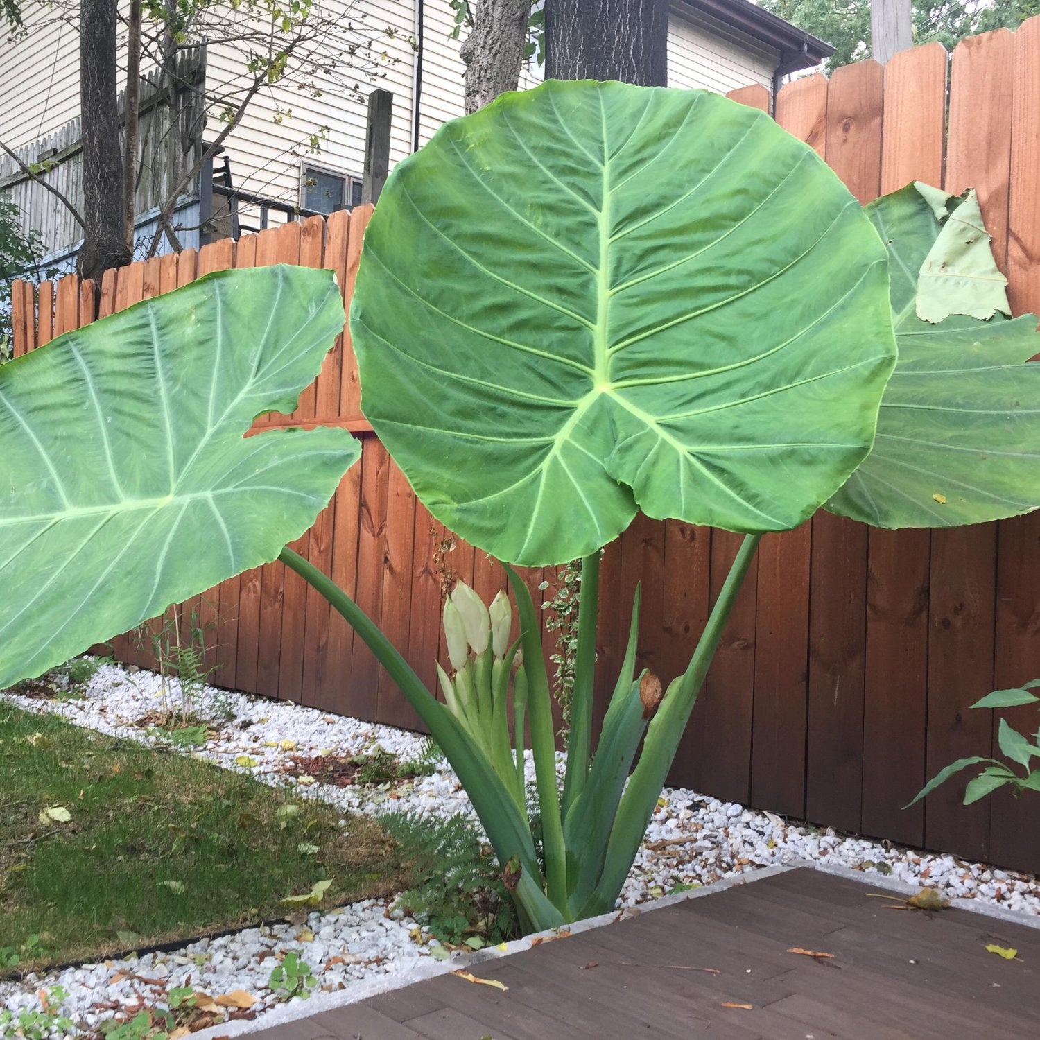 Colocasia - 'Thai Giant' - Elephant Ear