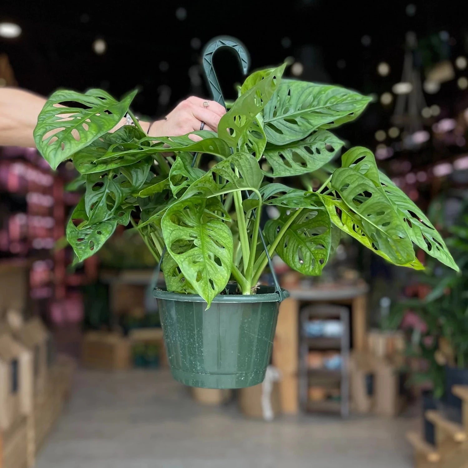 Monstera Adansonii - 'Swiss Cheese Plant'