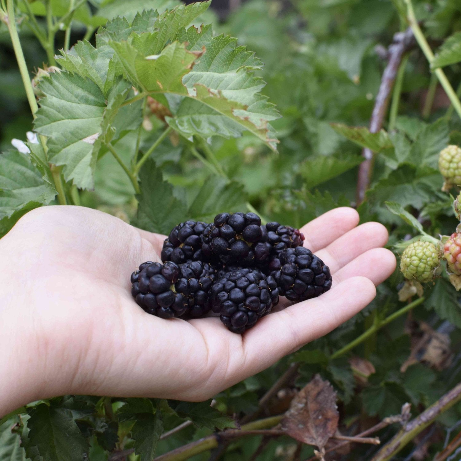 Blackberry - 'Natchez' thornless - Rubus Fruticosus