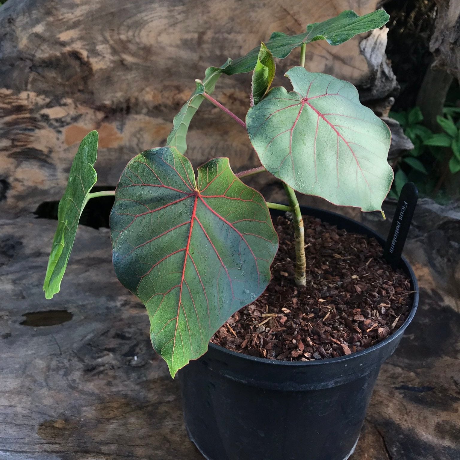 Ficus Petiolaris- 4''