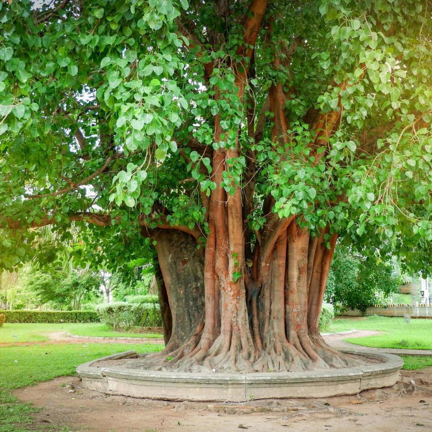 Bodhi Tree - 4''