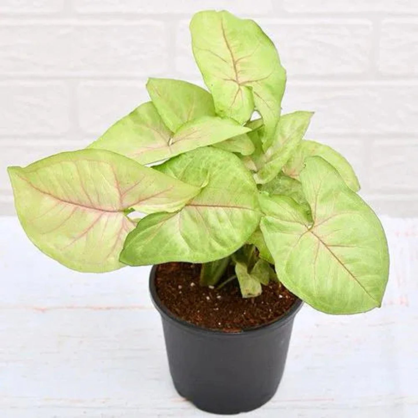 Creamsicle Syngonium Nephthytis - 4''