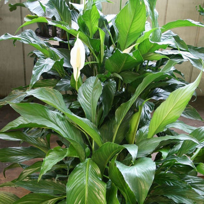 Peace Lily - 2''