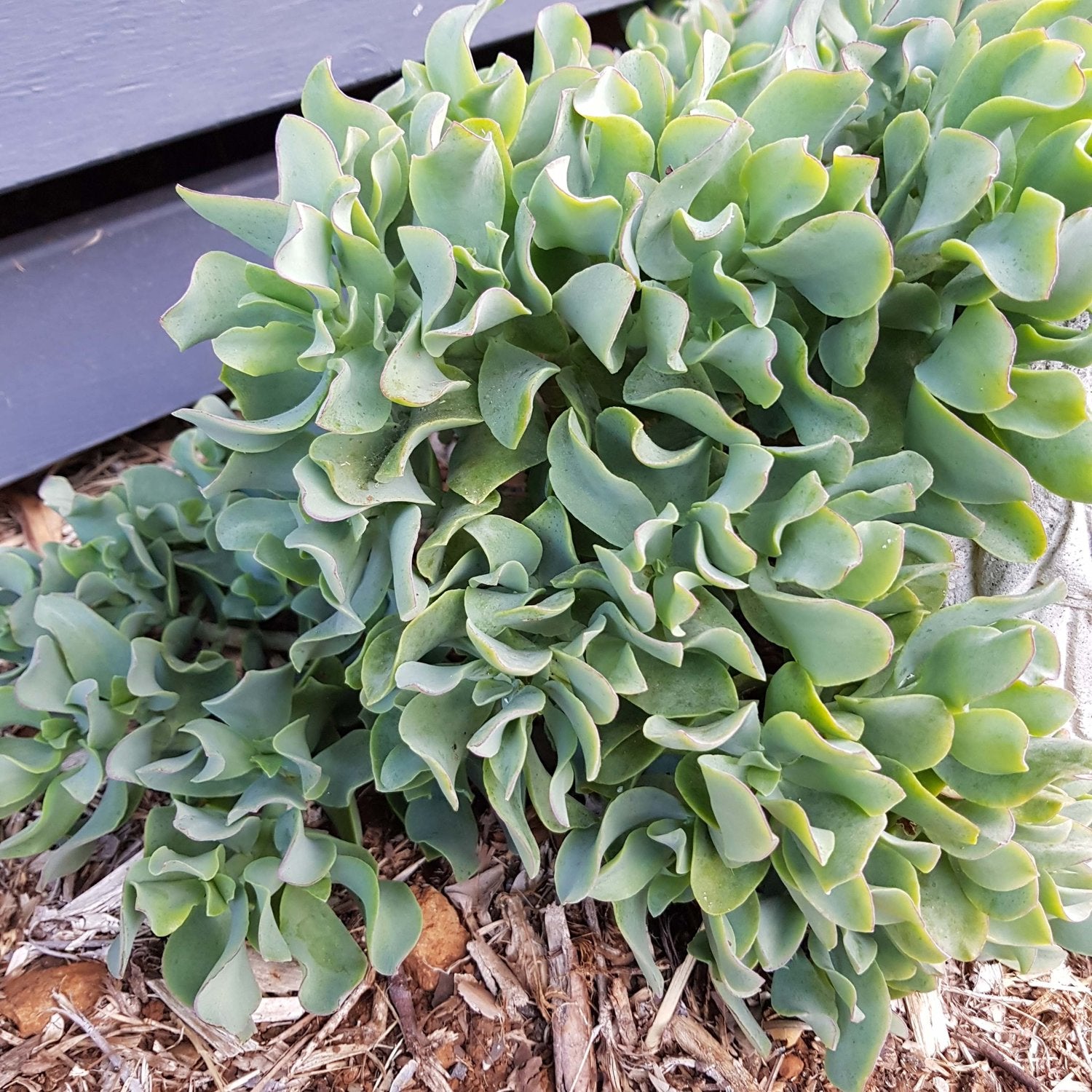 Curly Jade Succulent - 4''