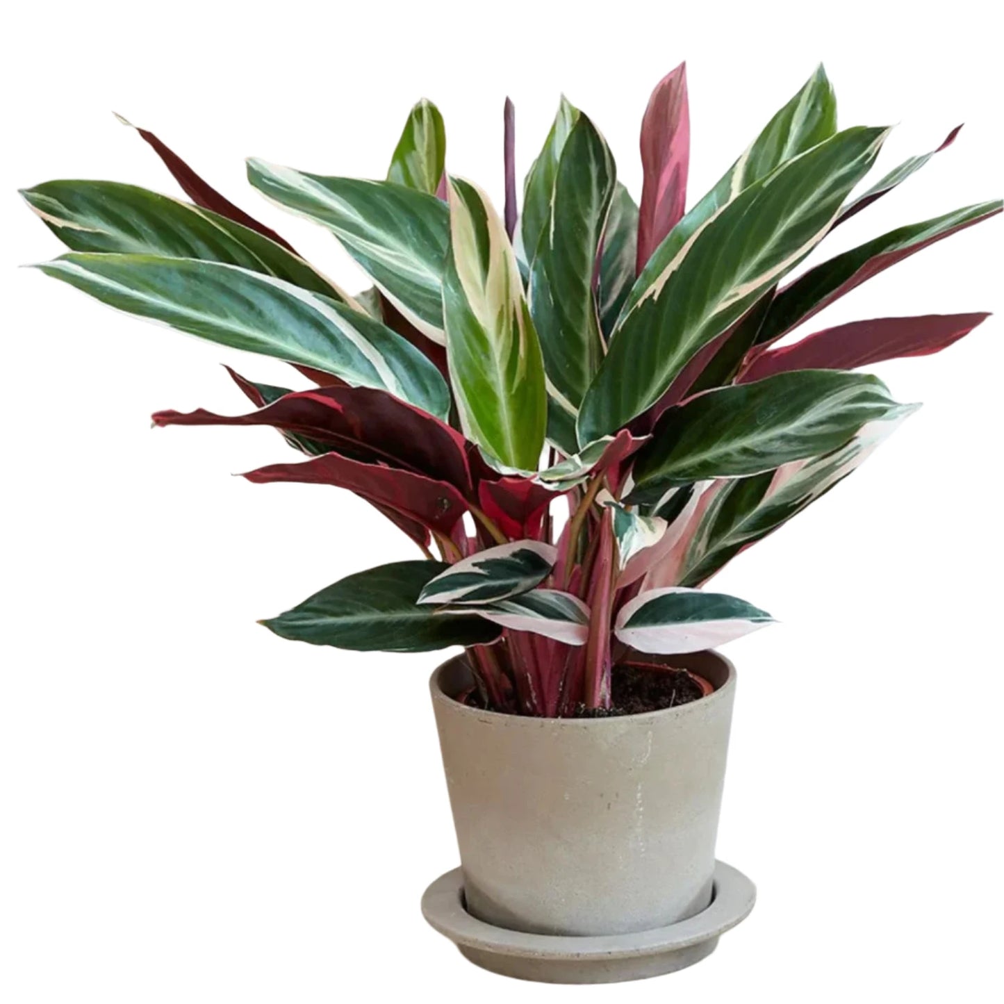 Calathea Triostar - 6"