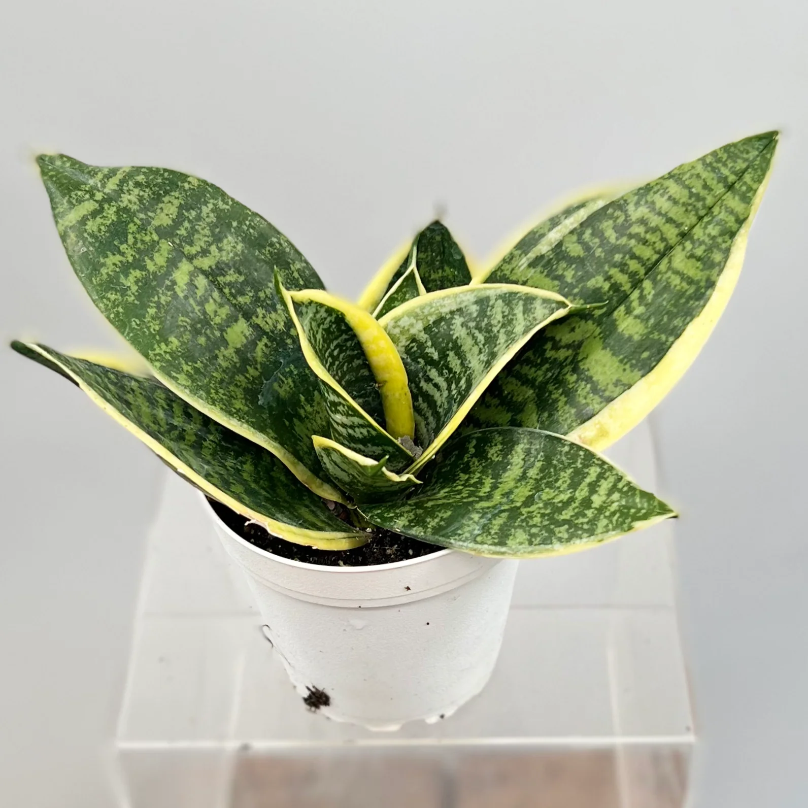 Sansevieria Ocean Star - 4''