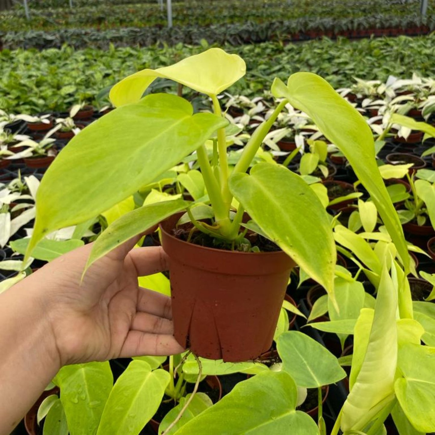 Philodendron Bipennifolium - 4"