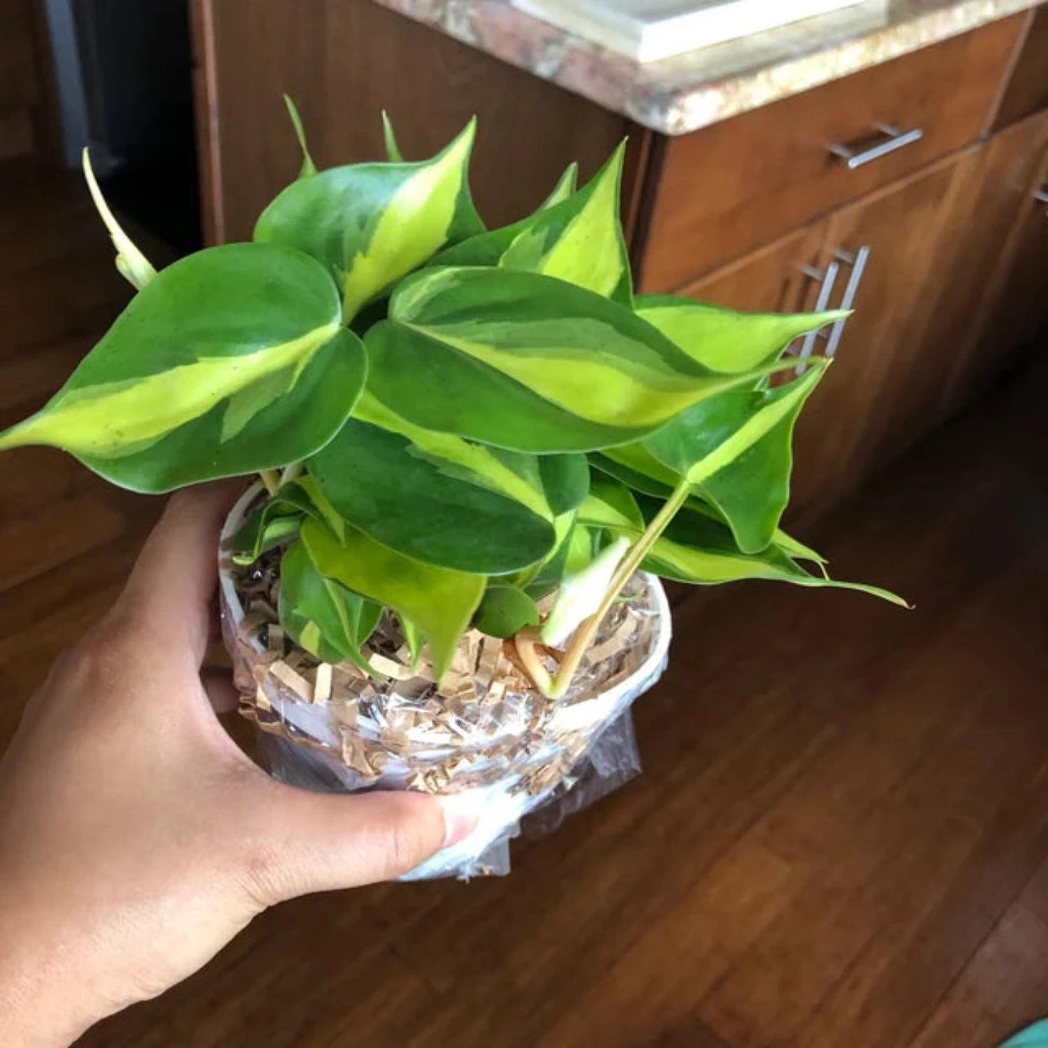 Philodendron Brazilian-4''