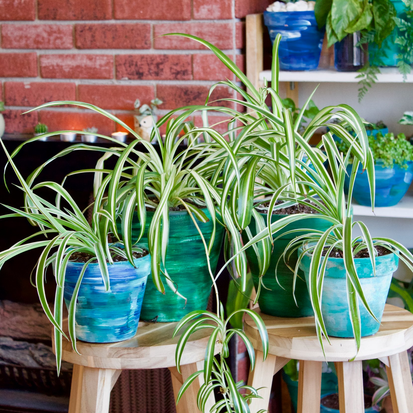 Ocean Spider Plant Variegated - 6''