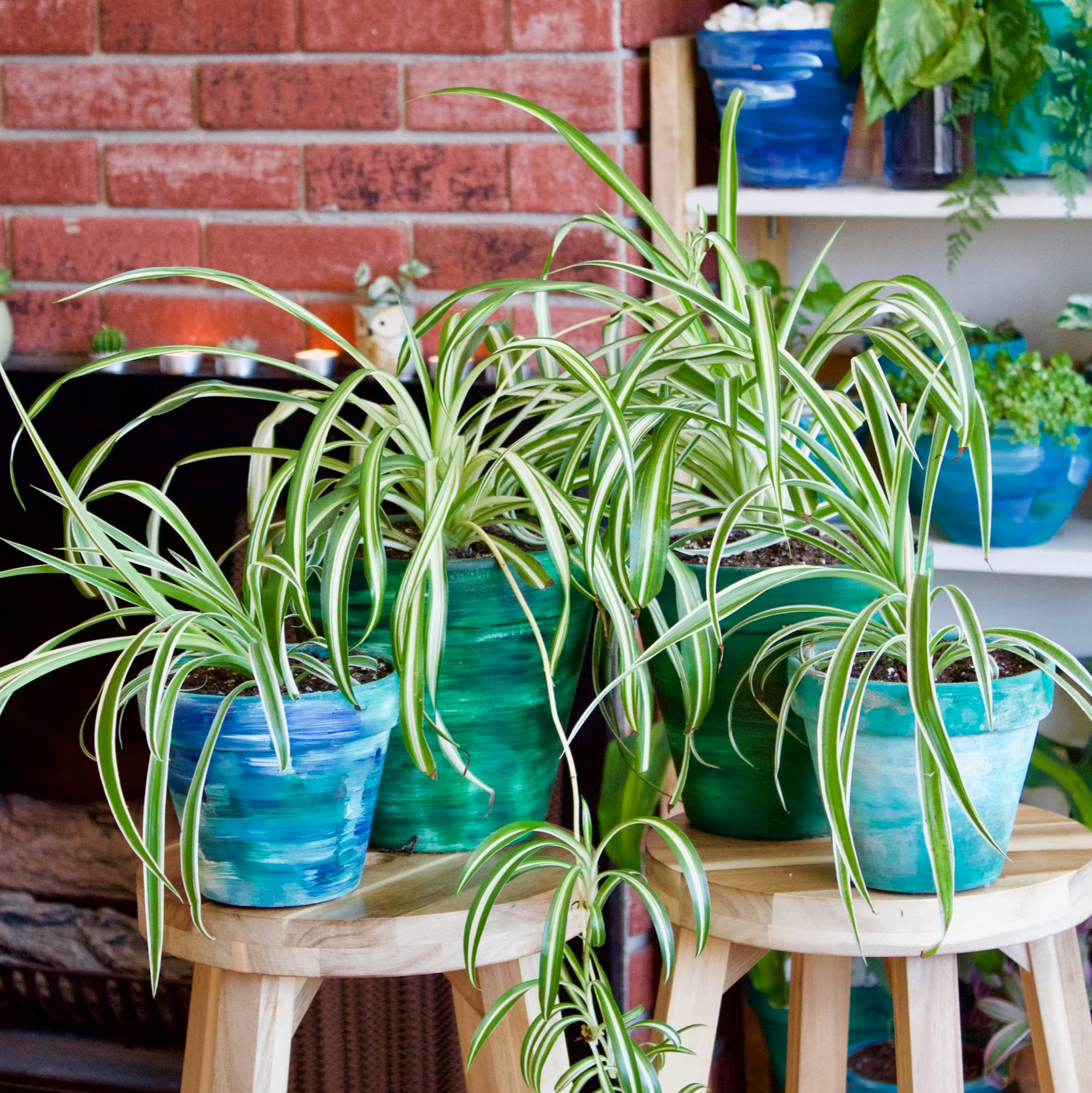 Ocean Spider Plant Variegated - 6''