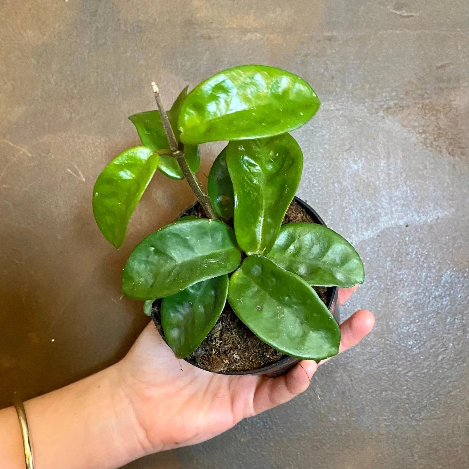 Hoya Carnosa Krinkle Wax - 2.5''