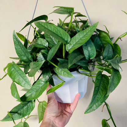 Cebu Blue Pothos - 4"