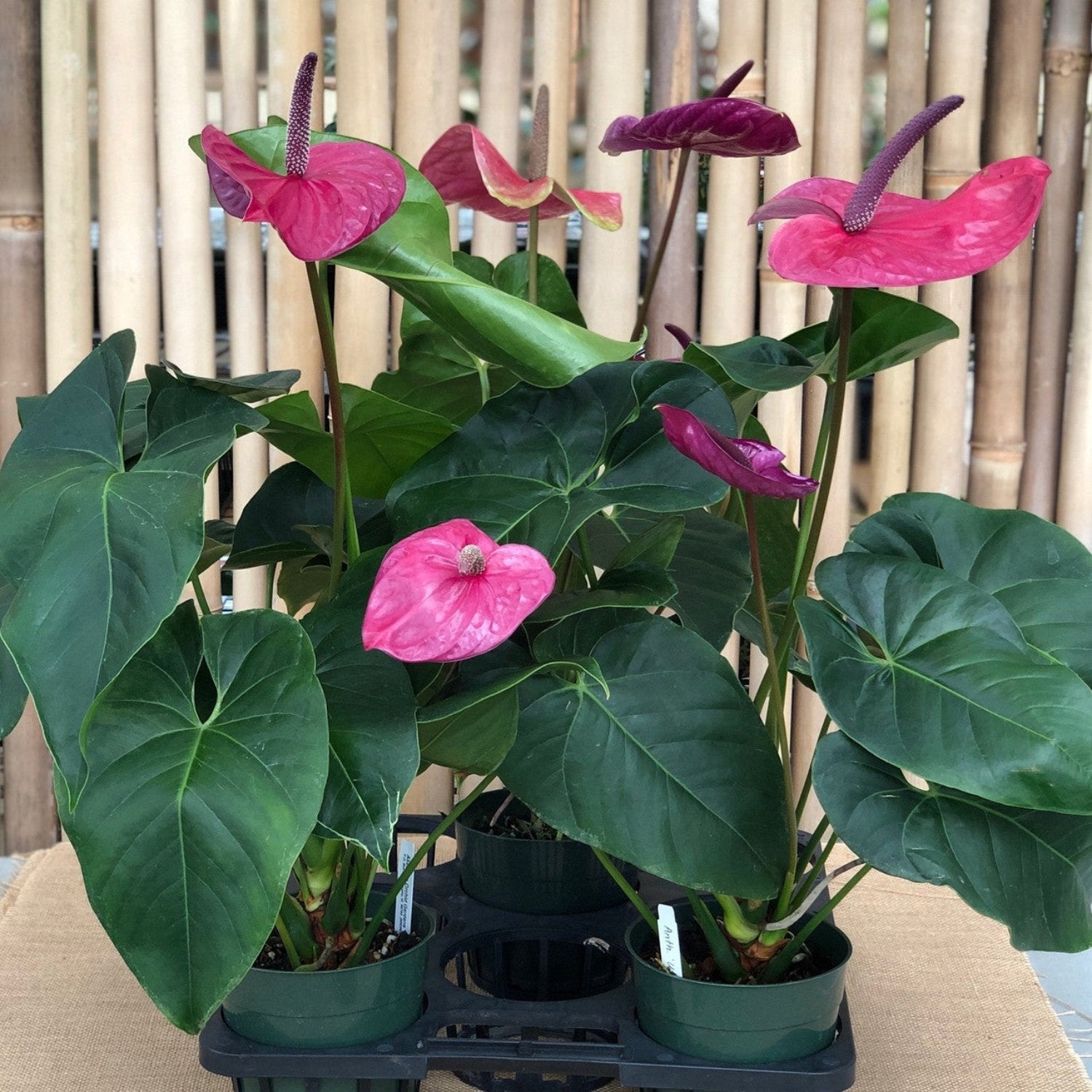 Purple Anthurium - 6"