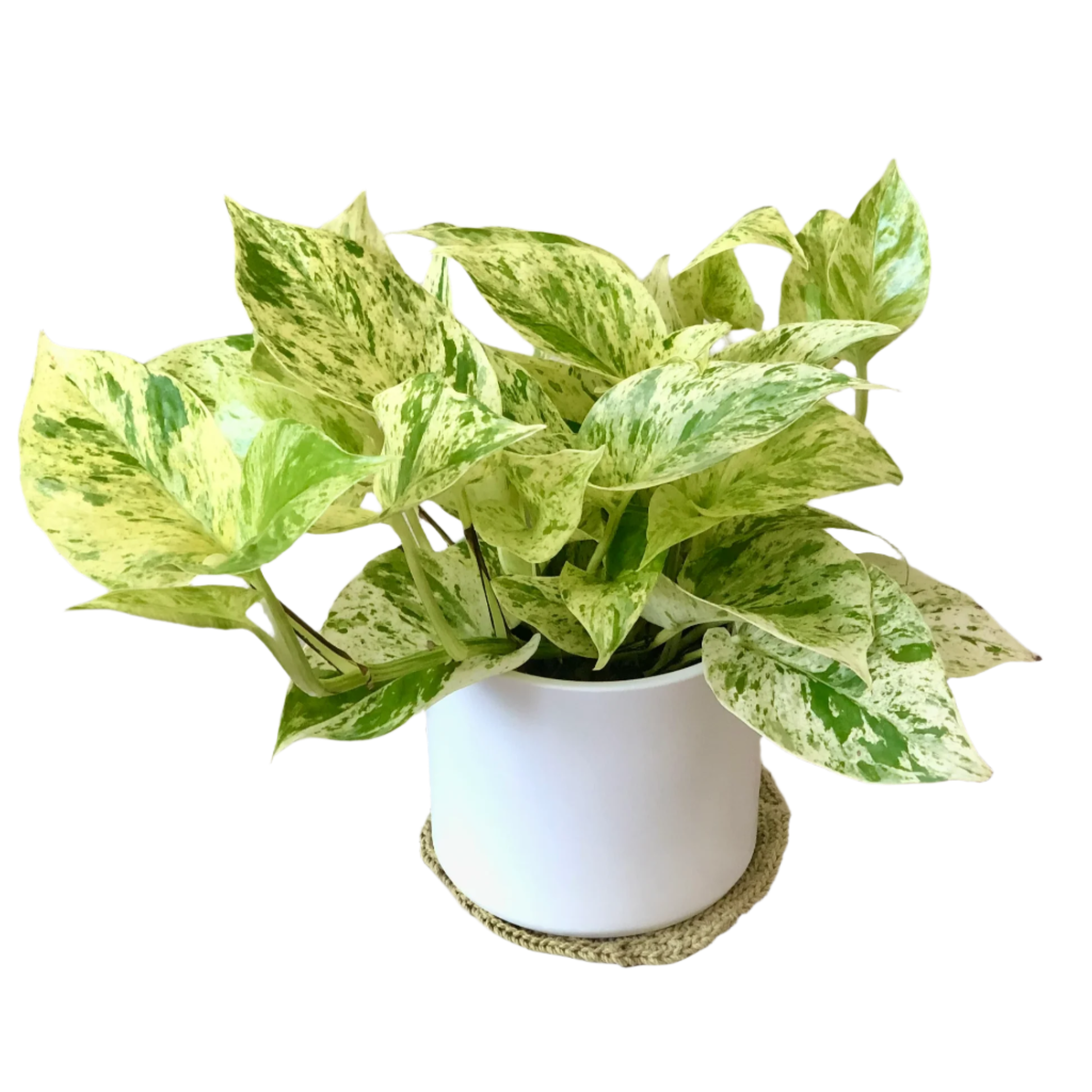 Snow Queen Pothos - 4''