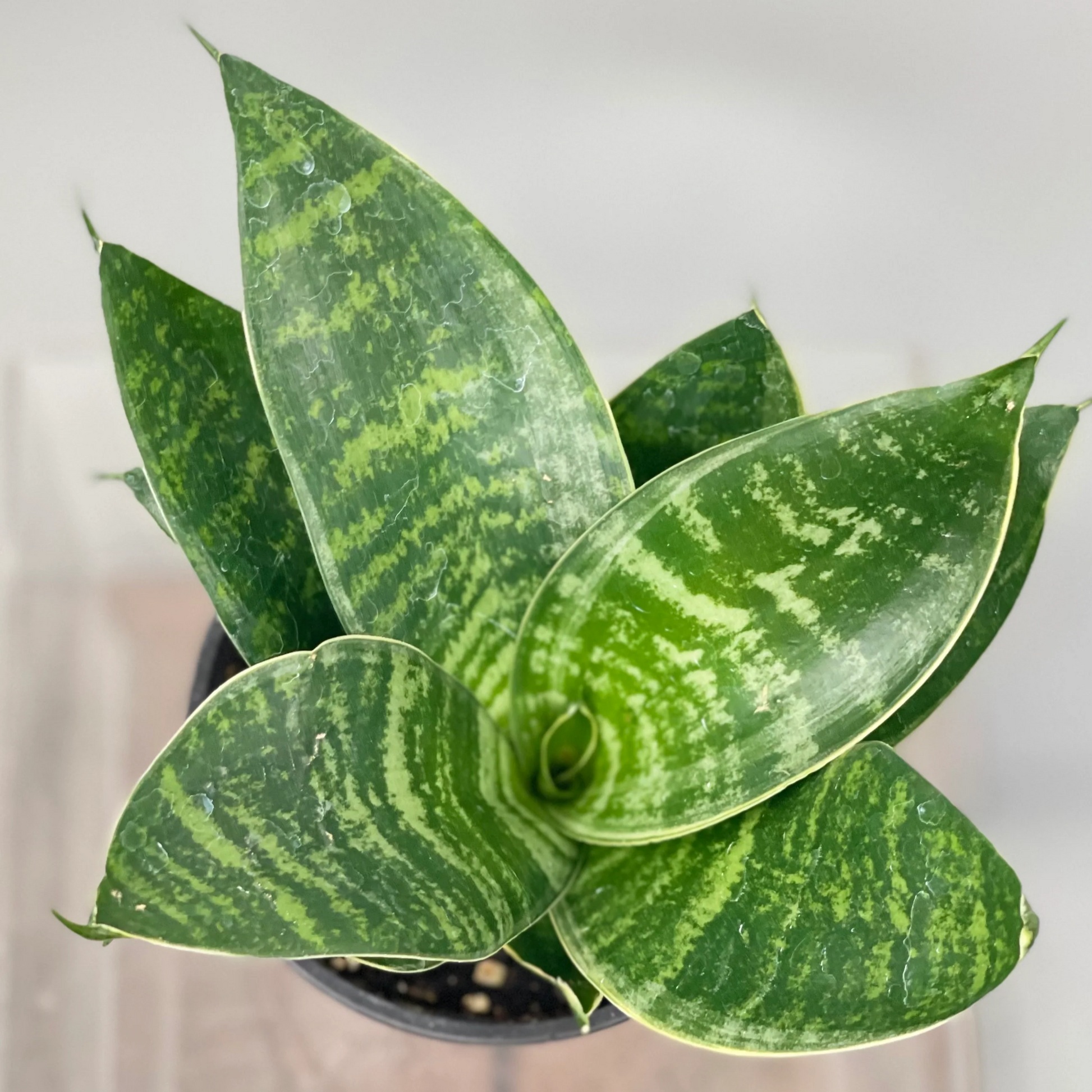 Sansevieria Misty Star - 4''