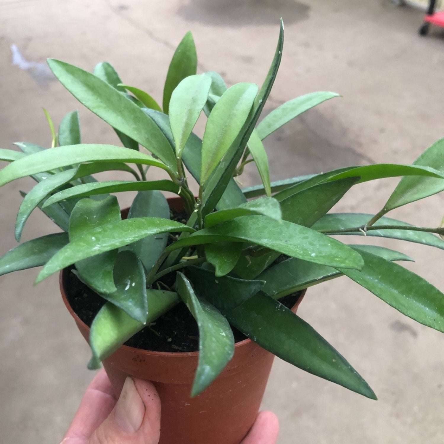 Hoya Kentiana Narrow leaf wax plant 6''