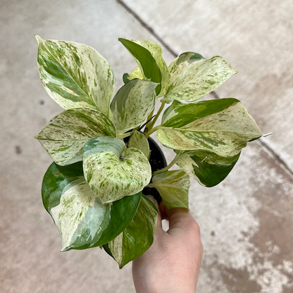 Manjula Pothos - 4''